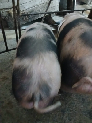 Purcei pietrain de vanzare - imagine 3