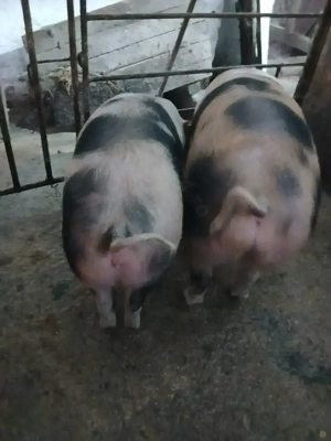 Purcei pietrain de vanzare - imagine 2