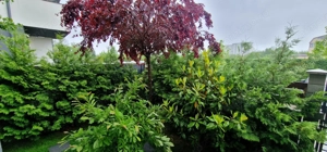 Vila superba Rosu 145 mp, teren 330 mp, 4 camere, 3 locuri parcare - imagine 7