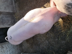 Porci tineri de vânzare, cca. 100 kg  buc. - imagine 5