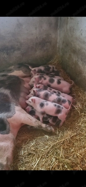 Vand purceii  - imagine 2