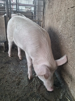 de vânzare 1 mascul 85 kg rasă marele alb ofer transport  - imagine 3