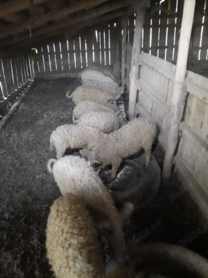 Porci Mangalita - imagine 4