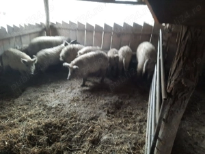 Porci Mangalita - imagine 3