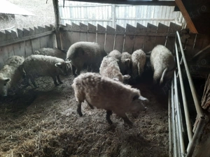 Porci Mangalita - imagine 2