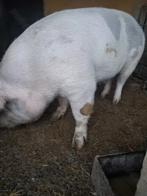 de vânzare scroafă 200 kg rasă marele alb ofer transport la nevoie  - imagine 2