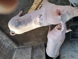 Porci tineri de vânzare, cca. 100 kg  buc. - imagine 3