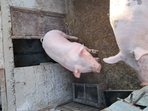 Porci tineri de vânzare, cca. 100 kg  buc. - imagine 4