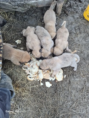 catăi au primul vaciin si de parazitații