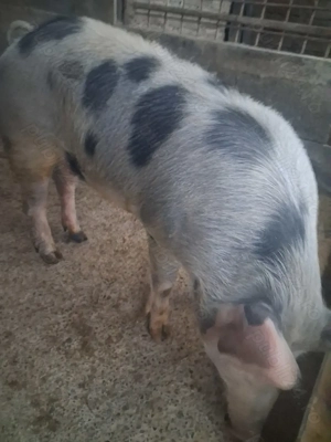 de vânzare scrofiță 85..90 kg de prăsilă rasă petrean  - imagine 2