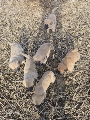 catăi au primul vaciin si de parazitații - imagine 4