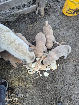 catăi au primul vaciin si de parazitații - imagine 3