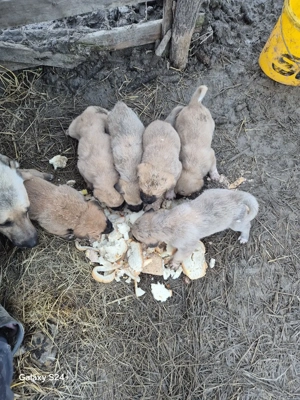 catăi au primul vaciin si de parazitații - imagine 2