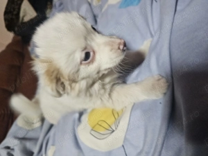 Vând cățelușă bichon - imagine 2