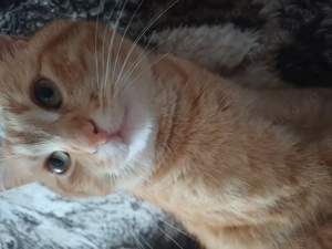 Gratuit pisic spre adoptie