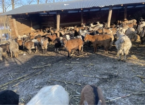 200 capre gestante si fatate de vanzare - imagine 3