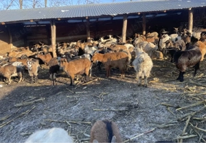 200 capre gestante si fatate de vanzare - imagine 2