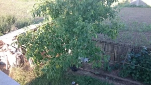 Casa de vanzare .rascaeti dambovita distanta 60km Bucuresti - imagine 5