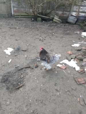 Vând cocoși brahma  - imagine 2