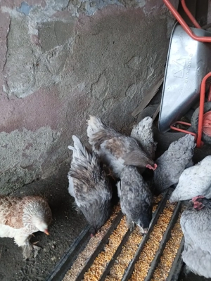 Vând cocoși brahma  - imagine 3