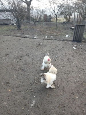 Vând cocoși brahma  - imagine 4