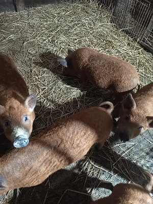 Vand purcei mangalița  - imagine 4