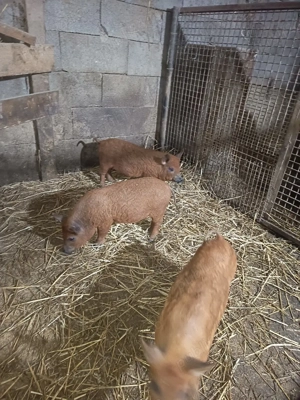 Vand purcei mangalița  - imagine 3