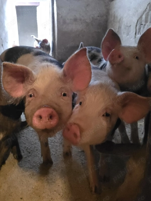 Purcei de 40 - 50 kg - imagine 5