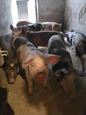 Purcei de 40 - 50 kg - imagine 6