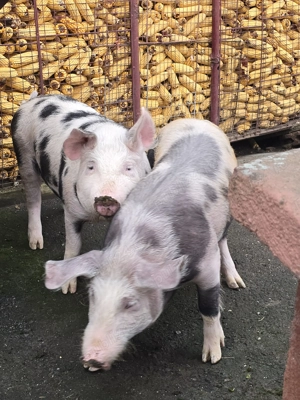 Purcei de 40 - 50 kg - imagine 3