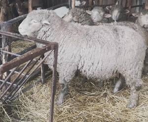 Berbec ile de france