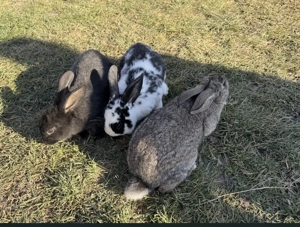 Iepuri de vânzare + un iepuroi rasă pură Rex (ultima poză ) - imagine 2