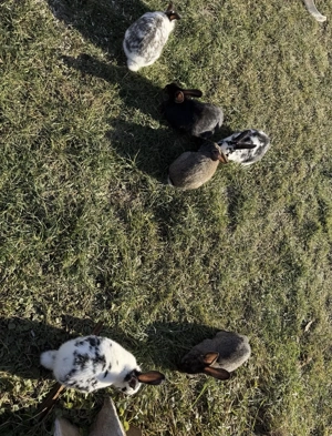 Iepuri de vânzare + un iepuroi rasă pură Rex (ultima poză ) - imagine 4