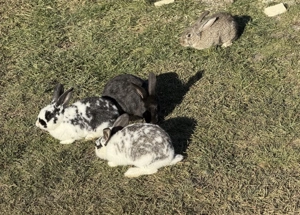 Iepuri de vânzare + un iepuroi rasă pură Rex (ultima poză ) - imagine 3