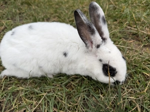 Iepuri de vânzare + un iepuroi rasă pură Rex (ultima poză ) - imagine 5