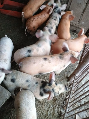 Vând purcei 7 saptamani rasa Duroc și Marele Alb deparazitati și vaccinați