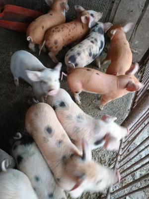 Vând purcei 7 saptamani rasa Duroc și Marele Alb deparazitati și vaccinați - imagine 2