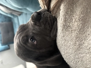 Vând mascul cane corso  - imagine 3