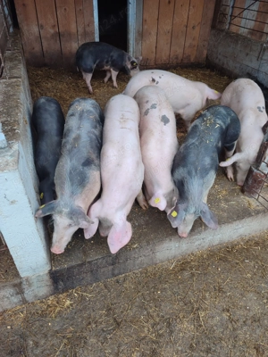 Purcei rasă de carne , Pietrain  . Pentru proțap s-au de crescut  - imagine 2