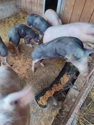 Purcei rasă de carne , Pietrain  . Pentru proțap s-au de crescut  - imagine 3