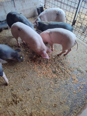 Purcei rasă de carne , Pietrain  . Pentru proțap s-au de crescut 