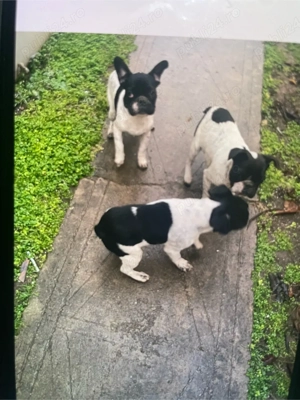 Bulldog francez - imagine 2