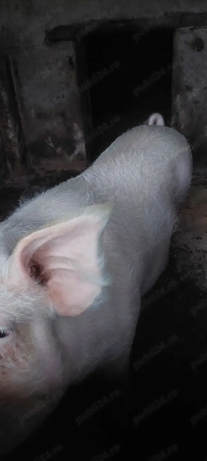 Vand porc gras 200 kg