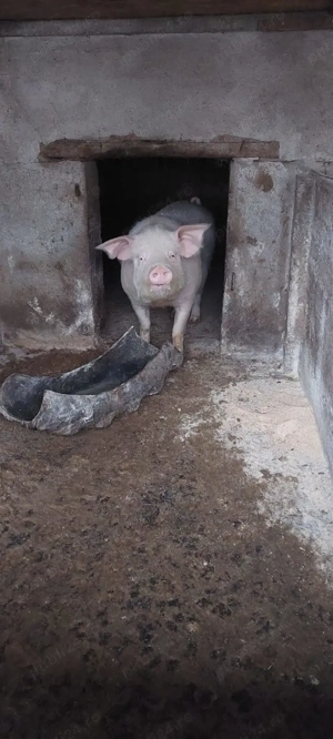 Vand porc gras 200 kg - imagine 3