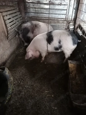 Vor să schimbe locația  - imagine 2