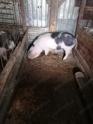 Vor să schimbe locația  - imagine 3