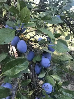 De vânzare livadă cu cabană de lemn - imagine 12