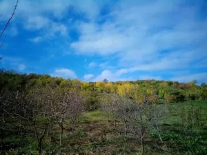 De vânzare livadă cu cabană de lemn - imagine 4