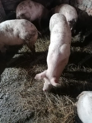 Vor să schimbe locația  - imagine 4