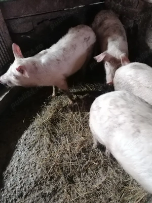 Vor să schimbe locația  - imagine 2